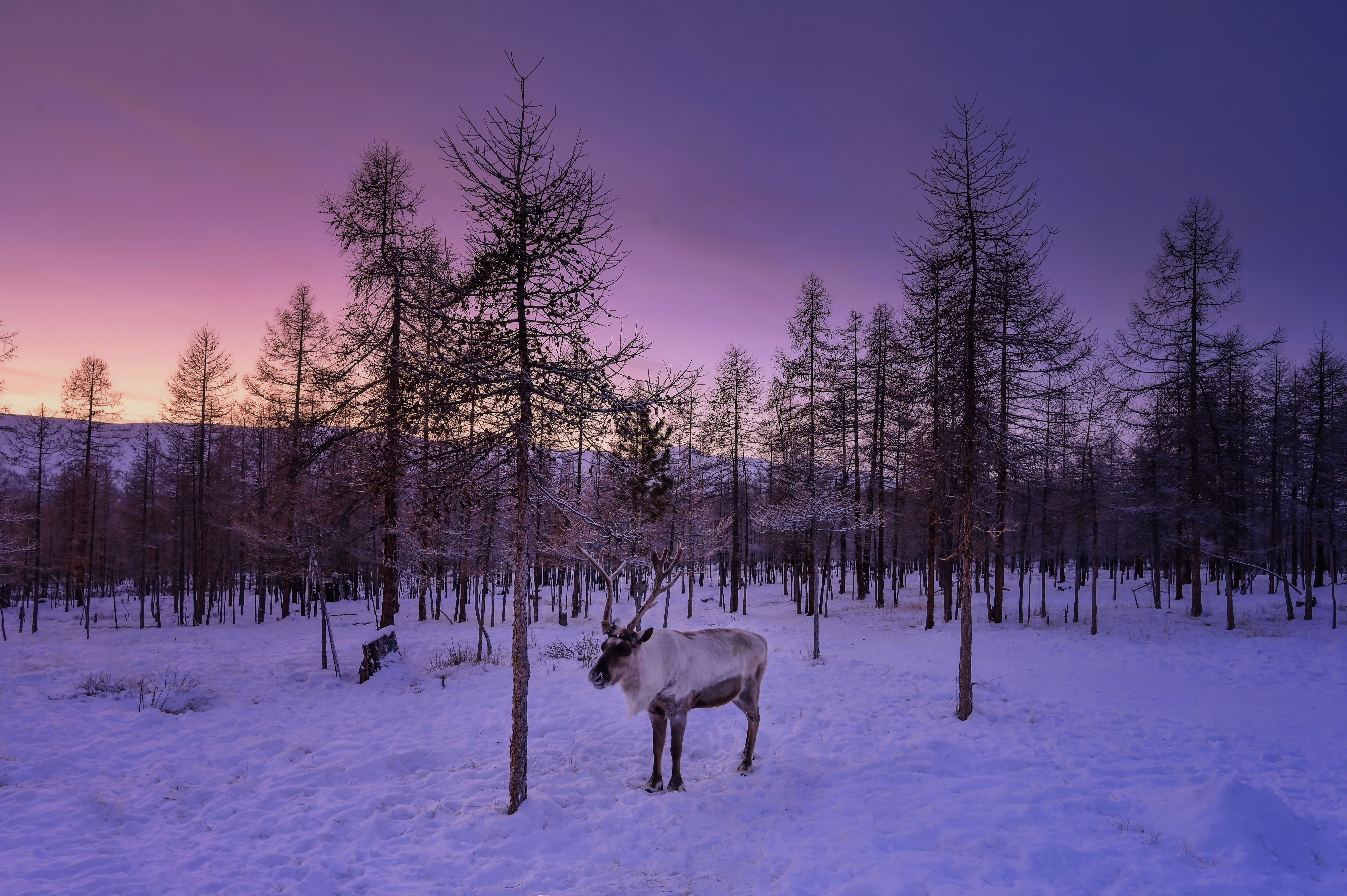 portrait-old-reindeer-with-magnificent-antlers-standing-autumn-sunset-khuvsgol-mongolia